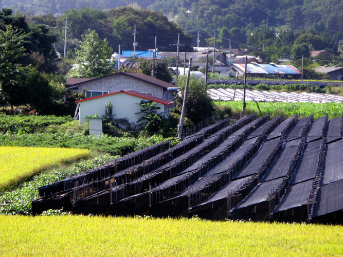 Growing Ginseng and Rice in fields around Seoul
