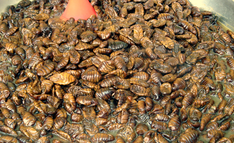 Silk worm casings offered as lunch delight in Cheongju