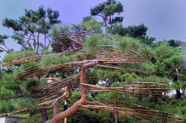 Pine tree with bamboo supports to protect it